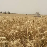 گندم