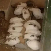 بلدرچین ژاپنی