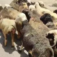 میش