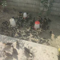 جوجه اردک اسرائیلی