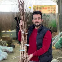 نهال زردآلو عسگرآباد لیبل دار