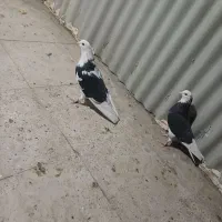 کفتر|پرنده|تهران, حر|دیوار
