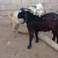 3تا کهره نر چاق