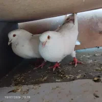 مرغ کبوتر