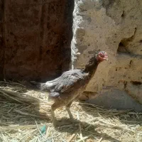مرغ‌‌نسل‌بالا‌ضمانتی فروشی
