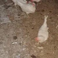 مرغ هلندی تخم گذار