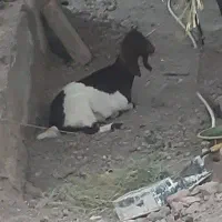 فروش بزپاکستانی