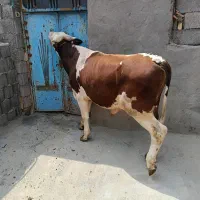 1راس گوساله سیمنتال نر