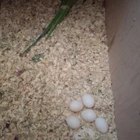 جفت ملنگو مولد