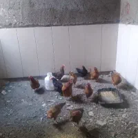 حیوانات
