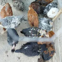 جوجه رسمی