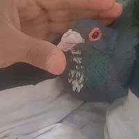 کفتر نر سیاه پلنگ خوشگل