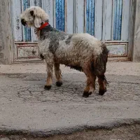 میش