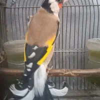 سهره تازه صاف