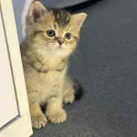 بچه گربه اسکاتیش بریتیش