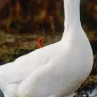 غاز نر و ماده