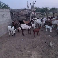 گله بز|حیوانات مزرعه|میناب, |دیوار