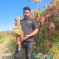 گردو خوشه ای 2 میلیونی