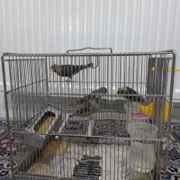 ۴ عدد سهره قناری ماده مست