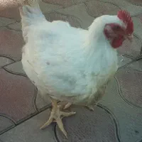 استخدام کار گر مرغداری گوشتی