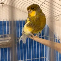 قناری گلاستر درشت