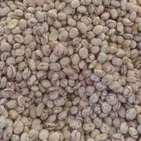 لوبیا چیتی اقلید