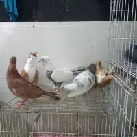 کبوتر رنگی