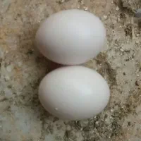 تخم کبوتر طوقی
