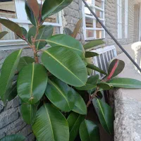 گلای طبیعی در حال رشد
