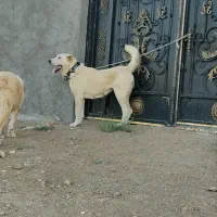 سگ ماده