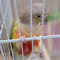 طوطی گرین چیلک فوق العاده