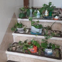 گل خانگی
