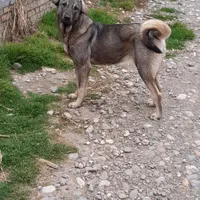 توله پژدر ۹ماهه