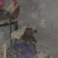 مرغ و خروس