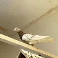 هفترنگ المانی