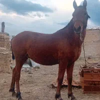 اسب نر|اسب و تجهیزات اسب‌سواری|اردبیل, |دیوار