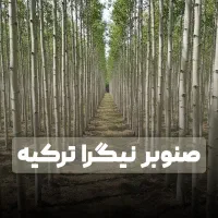 فروش نهال صنوبر کبوده باقیمت ویژه +ارسال فوری