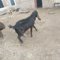 بز پاکستانی شیرا