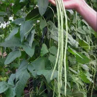 لوبیا سبز نیم متری