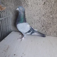 کبوتر سبز مچ پا کاکل نر ۵ ساله