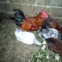 مرغ و خروس تخم گذار