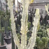 کاکتوس|گل و گیاه طبیعی|ملارد, |دیوار