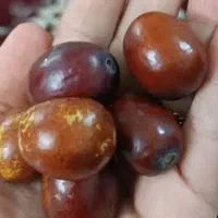 عناب تازه و خوشمزه