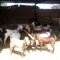 فروش دوازده راس بز و کره اسرائیلی