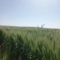 شراکت دیم