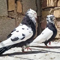 کفتر|پرنده|شیراز, کوشک میدان|دیوار