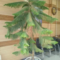 کاج مطبق ارتفاع ۳ متر