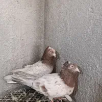 کبوتر