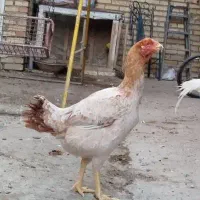 بهترین نژاد