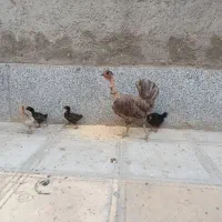 دو عدد مرغ و جوجه